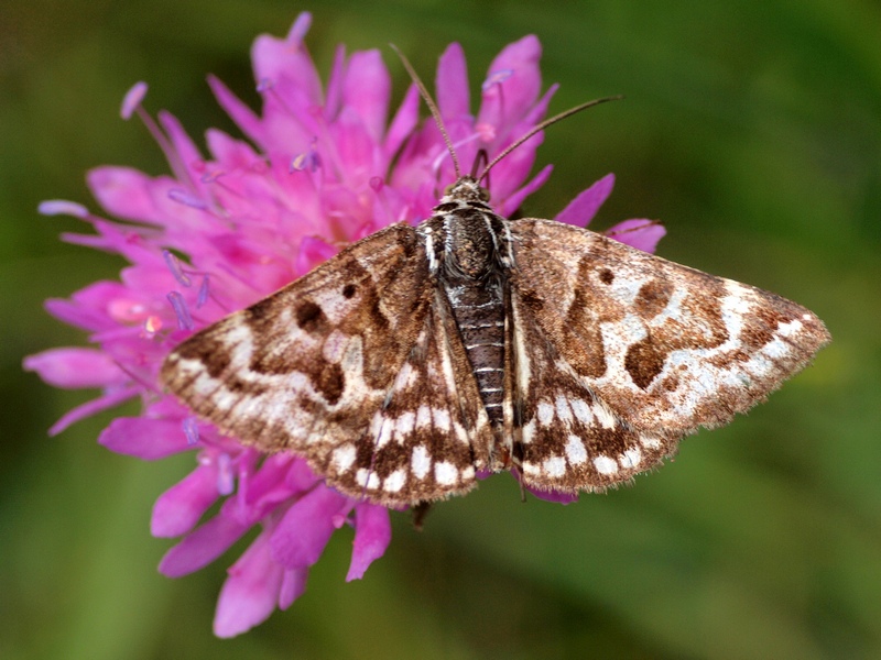 Noctuidae